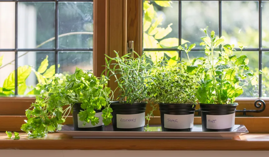 plants